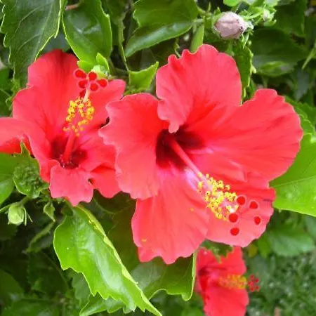 Hibiscus *