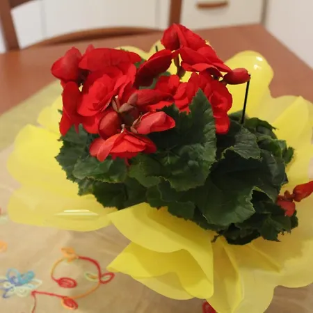 Hibiscus